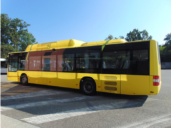 Pilsētas autobuss N.2 MAN A21 CNG – Anno 2010: foto 4 Pilsētas autobuss N.2 MAN A21 CNG – Anno 2010: foto 4