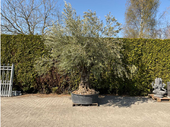 Lauksaimniecības tehnika