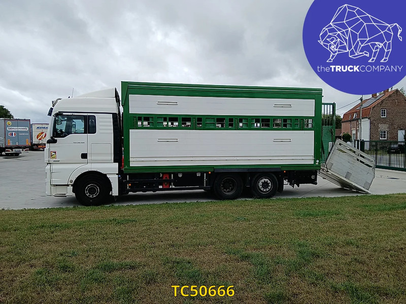MAN TGX 460 - Kravas automašīna dzīvnieku pārvadāšanai: foto 2 MAN TGX 460 - Kravas automašīna dzīvnieku pārvadāšanai: foto 2