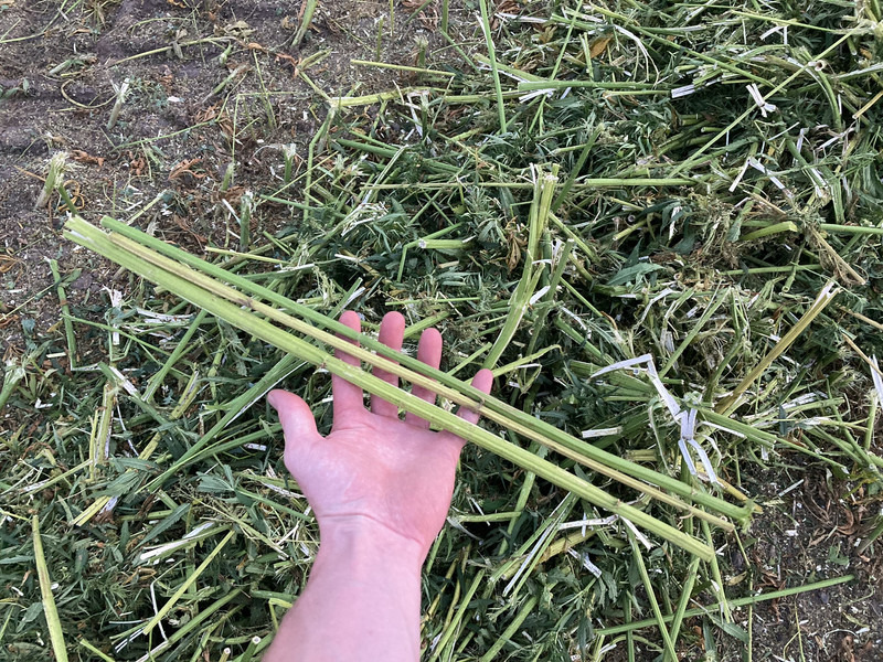 New Holland FR9060 for hemp harvest hemp harvester - Lopbarības kombains: foto 5 New Holland FR9060 for hemp harvest hemp harvester - Lopbarības kombains: foto 5