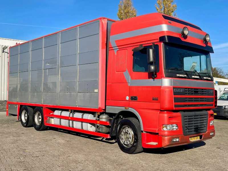 DAF XF 95.430 BERDEX 3 decks. Water, fans, Scales! Excellent condition. - Kravas automašīna dzīvnieku pārvadāšanai: foto 5 DAF XF 95.430 BERDEX 3 decks. Water, fans, Scales! Excellent condition. - Kravas automašīna dzīvnieku pārvadāšanai: foto 5