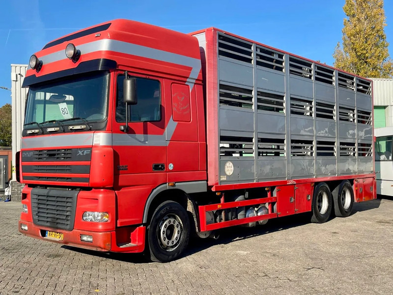 DAF XF 95.430 BERDEX 3 decks. Water, fans, Scales! Excellent condition. - Kravas automašīna dzīvnieku pārvadāšanai: foto 2 DAF XF 95.430 BERDEX 3 decks. Water, fans, Scales! Excellent condition. - Kravas automašīna dzīvnieku pārvadāšanai: foto 2