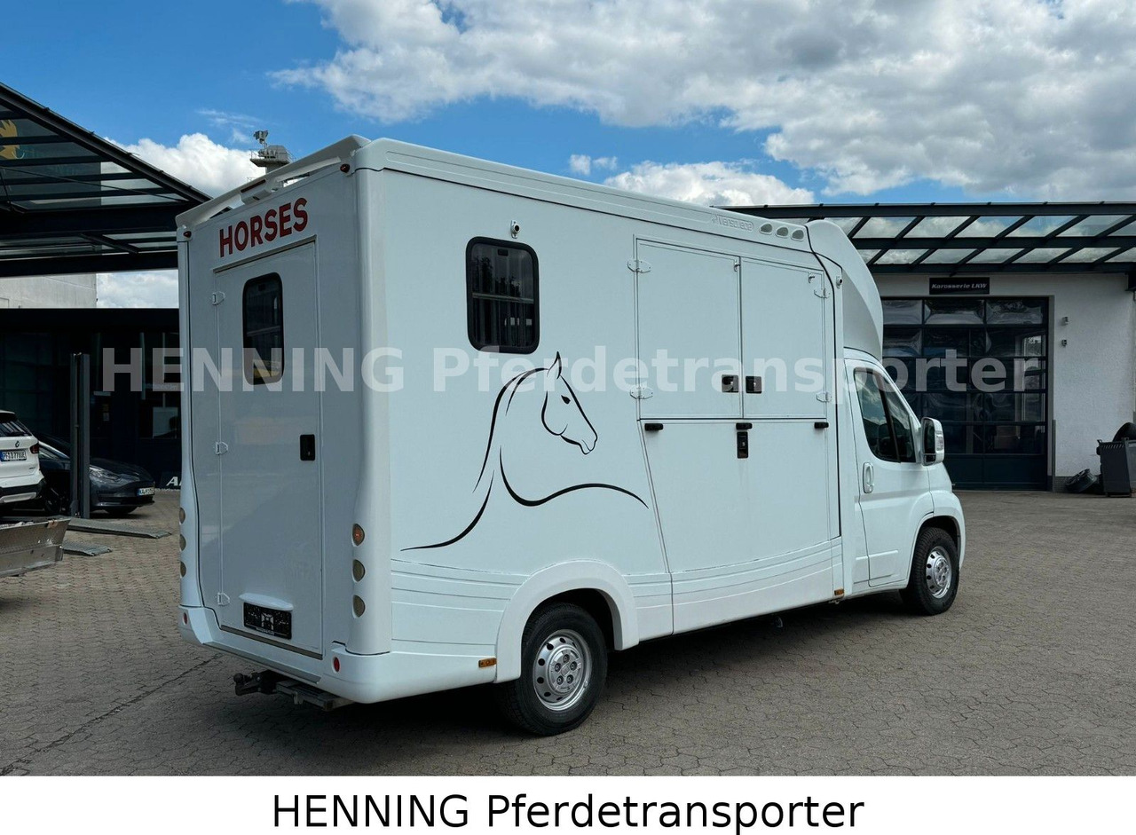 Fiat Ducato 3-Sitzer - Zirgu kravas automašīna, Komercauto: foto 2 Fiat Ducato 3-Sitzer - Zirgu kravas automašīna, Komercauto: foto 2