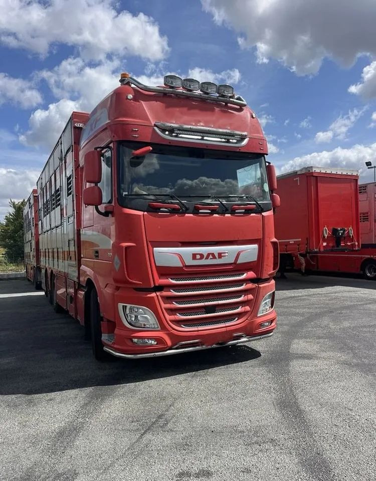 DAF XF 460 + Przyczepa Pezzaoli - 3X Trzoda, 2 X Bydło I 3 poziomy I Podnoszony dach I Hydroburta I Osie Skrętne I Poidła I Wentylatory I Pilot Manualny | Euro5 - Kravas automašīna dzīvnieku pārvadāšanai: foto 1 DAF XF 460 + Przyczepa Pezzaoli - 3X Trzoda, 2 X Bydło I 3 poziomy I Podnoszony dach I Hydroburta I Osie Skrętne I Poidła I Wentylatory I Pilot Manualny | Euro5 - Kravas automašīna dzīvnieku pārvadāšanai: foto 1