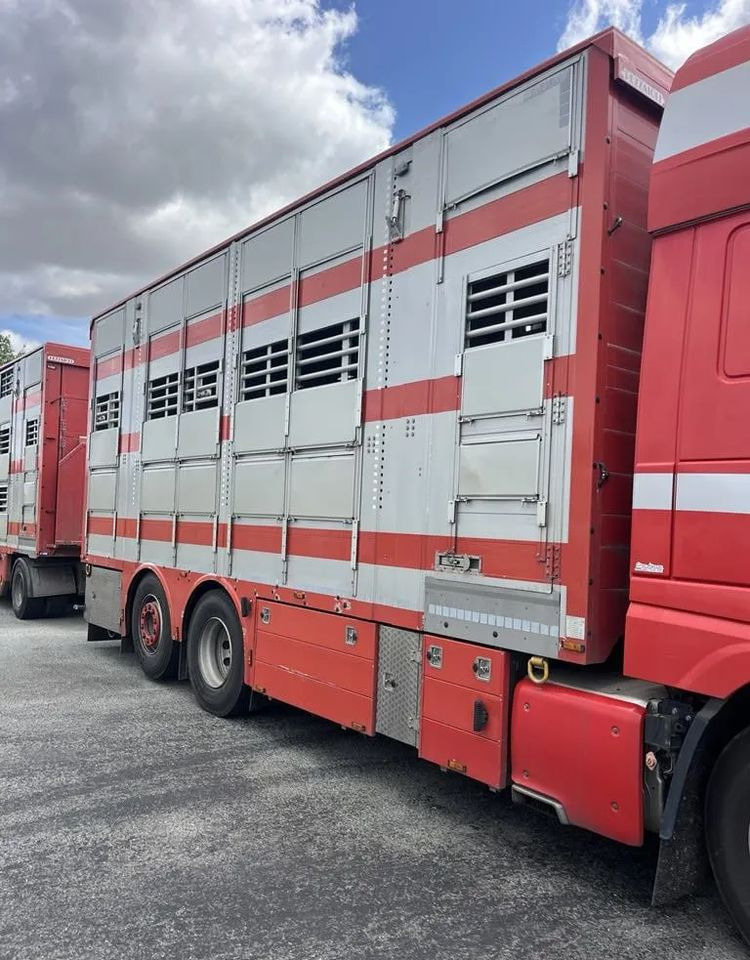 DAF XF 460 + Przyczepa Pezzaoli - 3X Trzoda, 2 X Bydło I 3 poziomy I Podnoszony dach I Hydroburta I Osie Skrętne I Poidła I Wentylatory I Pilot Manualny | Euro5 - Kravas automašīna dzīvnieku pārvadāšanai: foto 5 DAF XF 460 + Przyczepa Pezzaoli - 3X Trzoda, 2 X Bydło I 3 poziomy I Podnoszony dach I Hydroburta I Osie Skrętne I Poidła I Wentylatory I Pilot Manualny | Euro5 - Kravas automašīna dzīvnieku pārvadāšanai: foto 5
