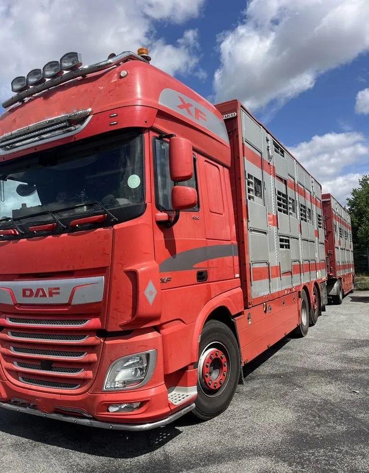 DAF XF 460 + Przyczepa Pezzaoli - 3X Trzoda, 2 X Bydło I 3 poziomy I Podnoszony dach I Hydroburta I Osie Skrętne I Poidła I Wentylatory I Pilot Manualny | Euro5 - Kravas automašīna dzīvnieku pārvadāšanai: foto 2 DAF XF 460 + Przyczepa Pezzaoli - 3X Trzoda, 2 X Bydło I 3 poziomy I Podnoszony dach I Hydroburta I Osie Skrętne I Poidła I Wentylatory I Pilot Manualny | Euro5 - Kravas automašīna dzīvnieku pārvadāšanai: foto 2