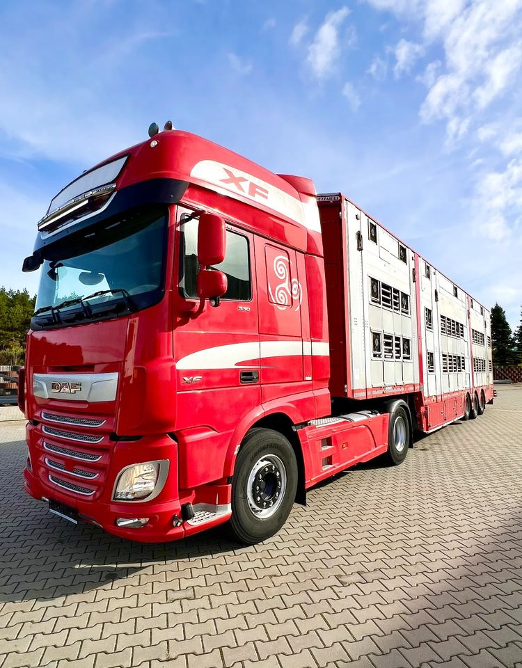 Pezzaioli NACZEPA 2017 / 3 POZIOMY / TRANSPORT ZWIERZĄT / HYDRAULIKA / STEROWANIE PILOTEM/ PODNOSZONY DACH / - Puspiekabe dzīvnieku pārvadāšanai: foto 5 Pezzaioli NACZEPA 2017 / 3 POZIOMY / TRANSPORT ZWIERZĄT / HYDRAULIKA / STEROWANIE PILOTEM/ PODNOSZONY DACH / - Puspiekabe dzīvnieku pārvadāšanai: foto 5