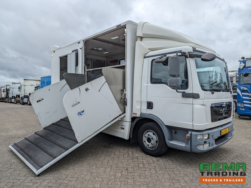 MAN TGL 12.250 4x2 Euro5 EEV RC HorseTruck - 2a3 Paards - 135.000km - MARGE (V821) - Zirgu kravas automašīna: foto 3 MAN TGL 12.250 4x2 Euro5 EEV RC HorseTruck - 2a3 Paards - 135.000km - MARGE (V821) - Zirgu kravas automašīna: foto 3