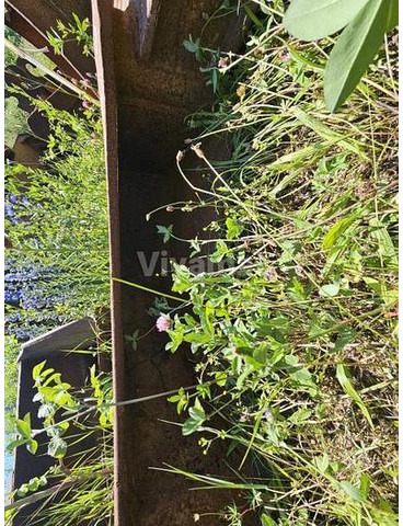 MORIN MORIN M5 - Kauss: foto 4 MORIN MORIN M5 - Kauss: foto 4